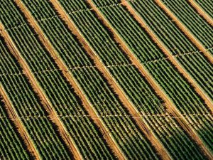 Resources that Optimize Success